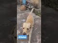 Janwar bolte hai  #shorts #dogshorts  #funnyvideo #foryou  #dog #doglover #pet #petlovers #labrador