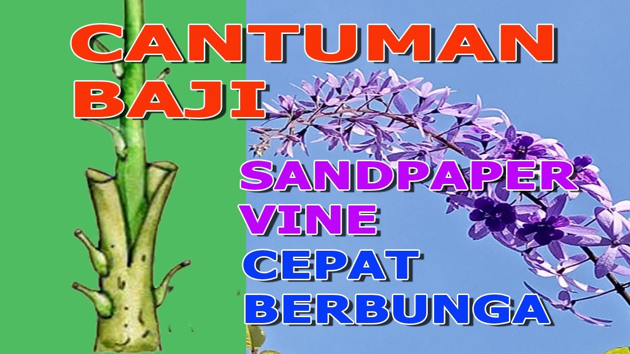 Cara Mudah Buat Cantuman Teknik Baji Pokok Bunga Sandpaper Vine Purple Supaya Cepat Berbunga