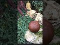Garden Sphere, Garden decor, Garden art, Rusty metal ball art #metal #rusty #decor #gardendecor #art