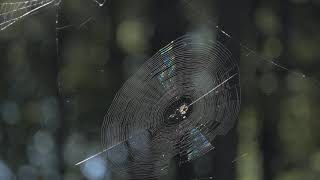 Spider catches the pray (Hadersdorf)