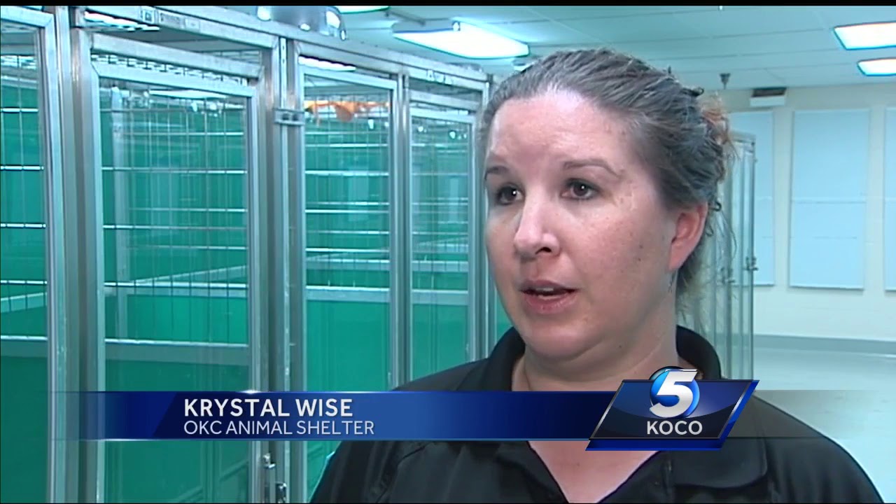 More than 160 cats, dogs adopted during event at OKC Animal Shelter