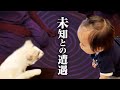 【警戒度Max】初めての赤ちゃんに威嚇する子猫ちゃん！7才児(小学校1年生)男女双子＆4才児(年少)末っ子＆0歳子猫ラグドール(♀)の何気ない日常502