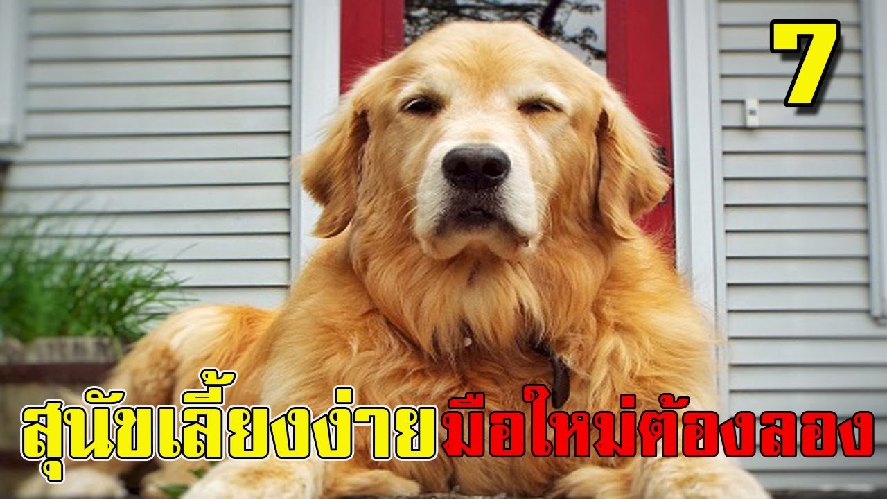 10สุนัขที่เลี้ยงง่ายเหมาะสำหรับคนเลี้ยงมือใหม่ (สัตว์โลกน่ารู้) - Youtube