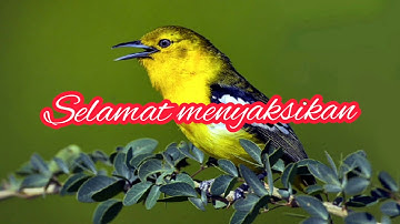 Pikat burung sirtu/cipoh liar cuma butuh 1 menit