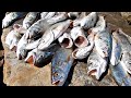 PESCA DE CORVINAS, PESCADILLAS, PEJERREYES, LENGUADOS ETC, HOY 11 DE NOVIEMBRE