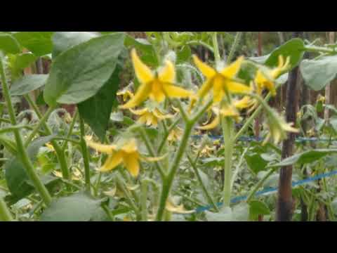 Video: Pupuk Kompleks: Apa Itu? Pupuk Cair Untuk Tomat, Komposisi Dan Produksi Musim Gugur Dan Pupuk Lainnya Untuk Kebun Sayur Dan Kebun