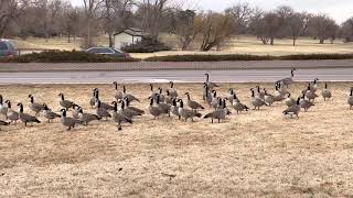 Canadian Geese in a field by Real Cats of Colorado 66 views 3 years ago 13 seconds