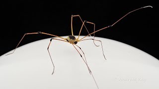 Daddy Longleg walking on a lonely Planet