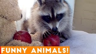 Funniest Pets & Animals of the Week Compilation October 2018 | Funny Pet Videos