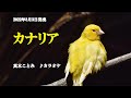 『カナリア』真木ことみ カラオケ 2022年8月3日発売
