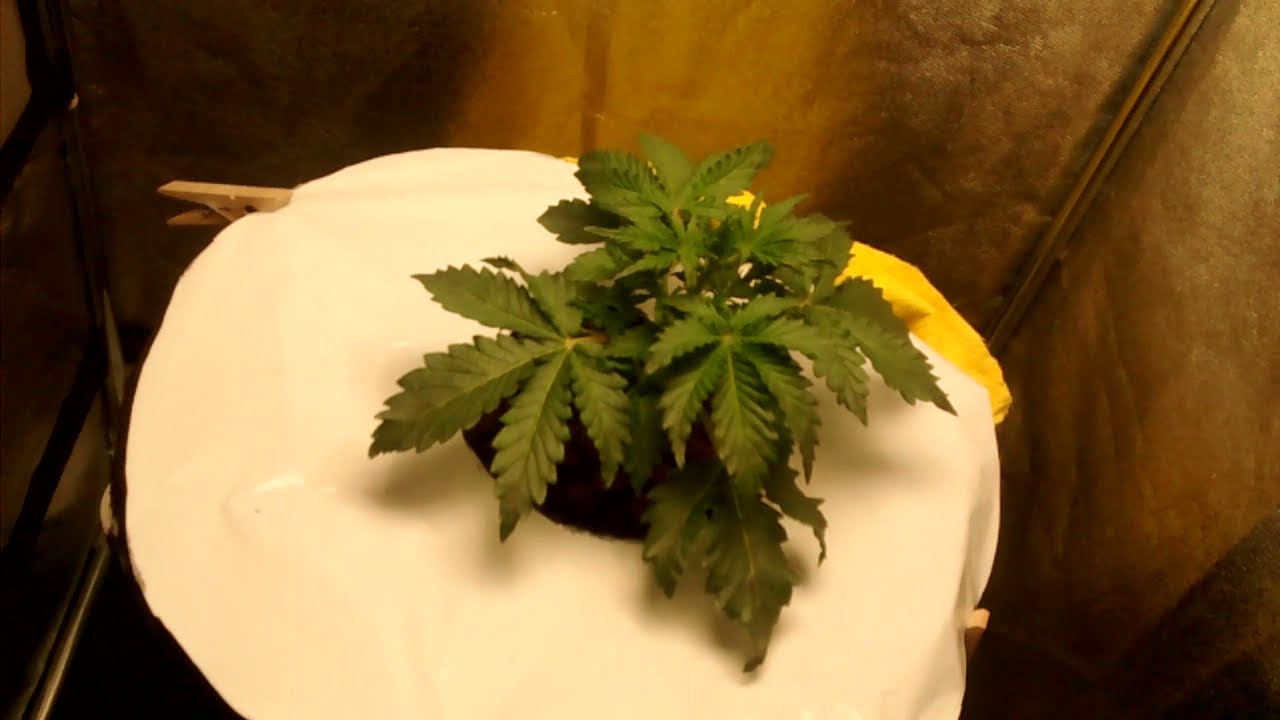 Afghan Mass Auto XXL