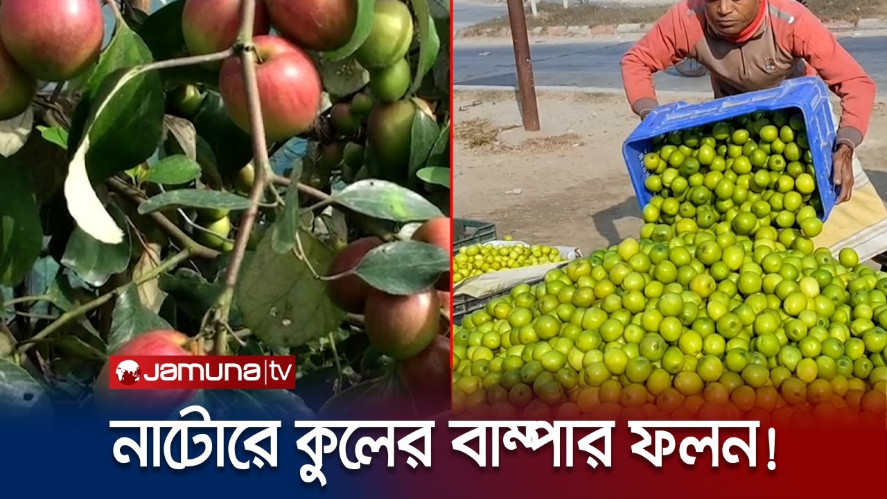নাটোরে কুলের বাম্পার ফলন; চলে যাচ্ছে দেশের বিভিন্ন প্রান্তে! | Natore Cool | Jamuna TV