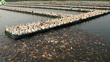 Integrated Farming - How Do Southeast Asian Farmers Raise Ducks in Fish Ponds?