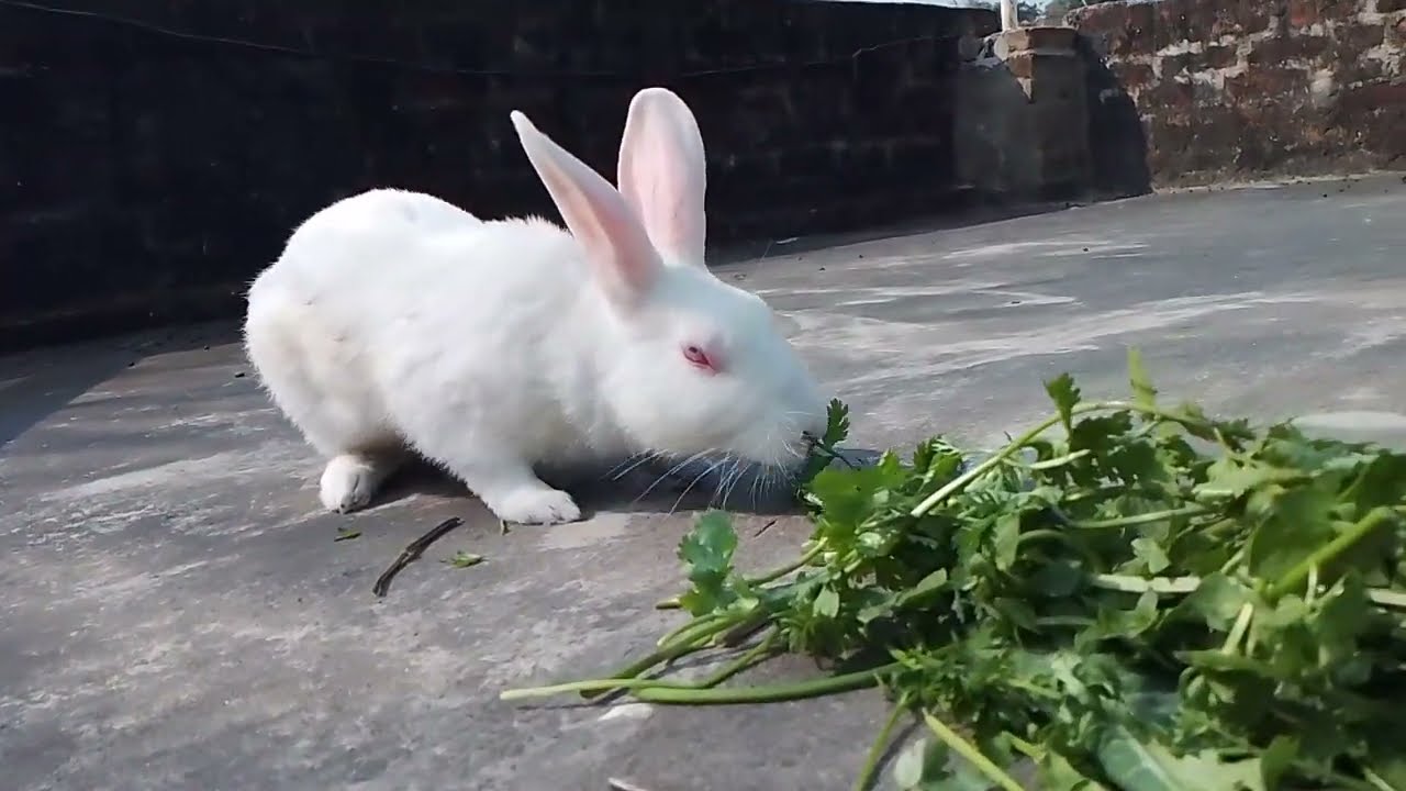 Daily rabbit video Vlog / khargosh bahut bhukha hai 