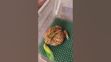 Cá beta dạ quang đột tử phải làm mồi cho Rùa Common siêu to