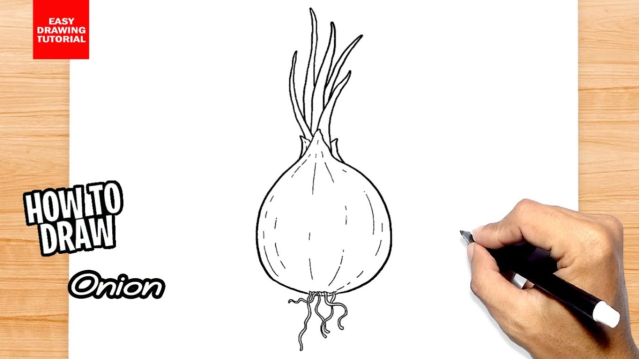 How to draw onion plant🌱 easy/under soil plant/medicinal  plant#onionplant#medicinalplant#onion - YouTube