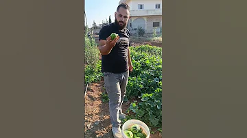 مشتل الياسمين سوريا درعا الطيبة لجميع اصناف الزيتون 