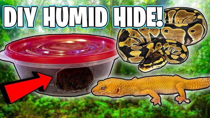 How to Set Up a Humid Hide For Your Pet Reptiles and Why It's So