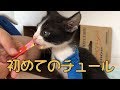 食いしん坊猫ラッキー　Gluttonous cat Lucky
