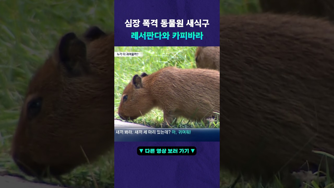 심장폭격한 레서판다와 카피바라 #뉴픽