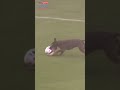 Dog scores a goal at Everton #Shorts