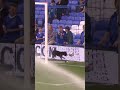Dog scores a goal at Everton #Shorts