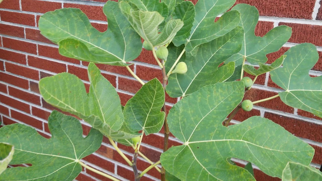 A Fig In The Hand Is Better Than Two In The Bush. Early Verses Late, part 1. Sep 10