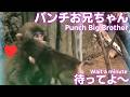 【パンチくん日記🐵】パンチお兄ちゃん待ってよ~ 何で逃げるの?ママの視線が怖いから… とその時パンチと赤ちゃん猿がキス!?_市川市動植物園【Monkey Punch's Diary2026/6/13】