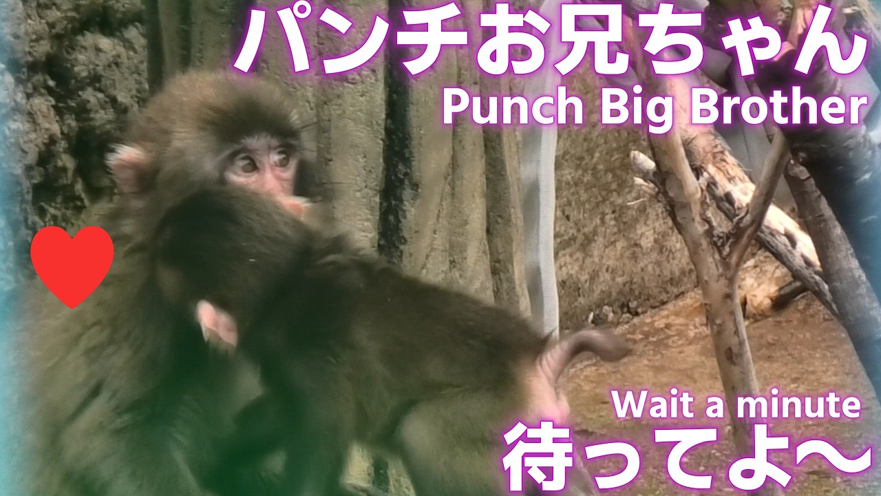 【パンチくん日記🐵】パンチお兄ちゃん待ってよ~ 何で逃げるの?ママの視線が怖いから… とその時パンチと赤ちゃん猿がキス!?_市川市動植物園【Monkey Punch's Diary2026/6/13】