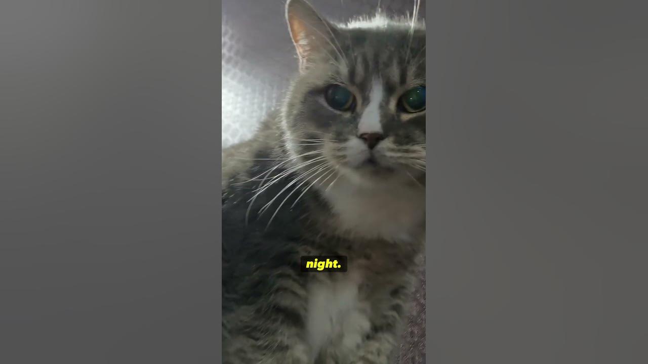 cats-eyes-are-mini-flashlights-shorts-youtube