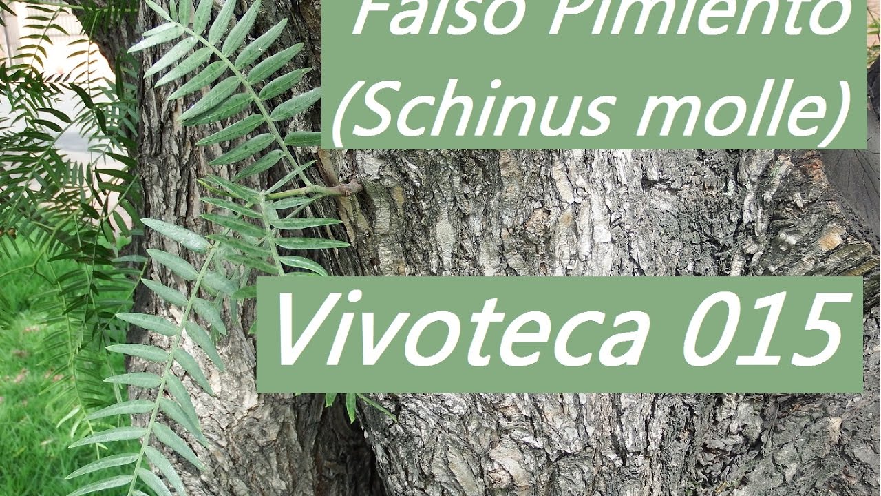 Vivoteca 15 Falso pimiento Schinus molle