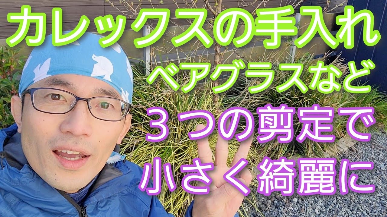 【カレックス(ベアグラス他)の手入れ】３つの剪定方法で小さく綺麗に保つ✂️🙆