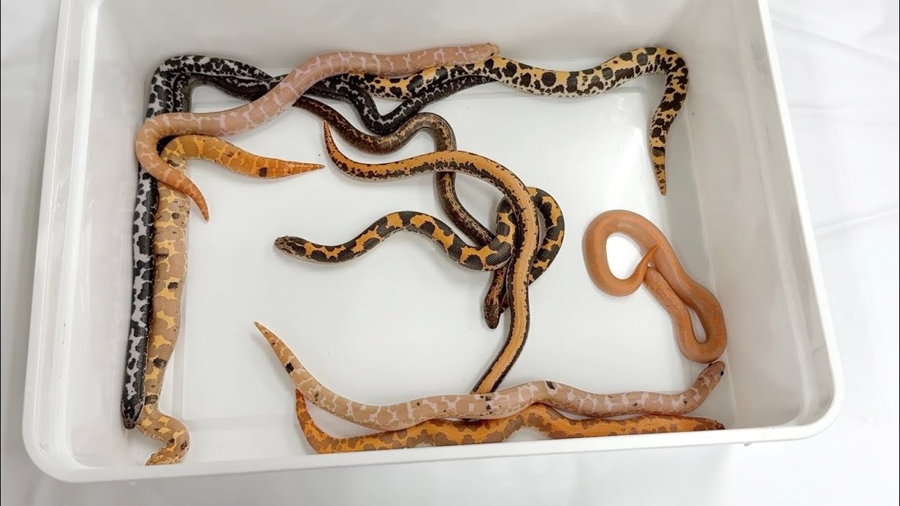 These snakes are the same, but they've mutated and changed in so