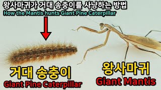 I gave a giant pest caterpillar to the mantis. Can the praying mantis hunt a caterpillar?