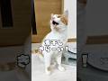 煮干しが嫌い過ぎて大好物を要求する猫#shorts