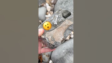 Spot The “Sea Dragon,” Fossil Rock⁉️#fossil#ichthyosaur#beachfinds