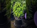 90% of People Make This Big Mistake After Harvesting Chili Plants