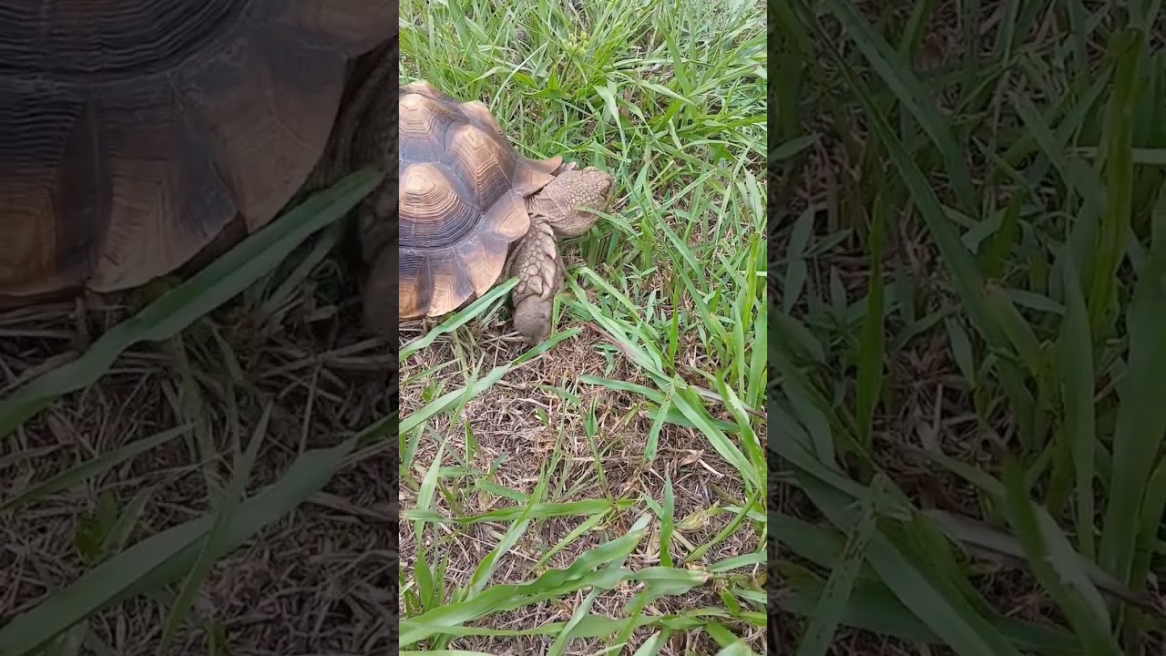 Tortoise eats grass enthusiastically. 