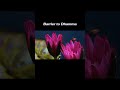 #silentbloom