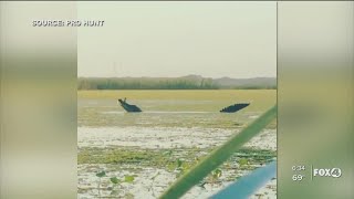 Celebrity Massive gator spotted in Leesburg Profile