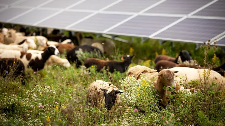 Electric sheep: Grazing in solar arrays supports N...