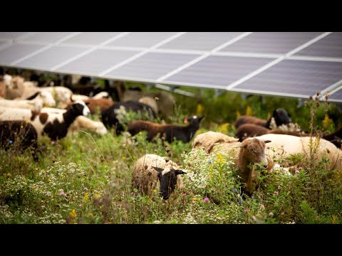 Electric sheep: Grazing in solar arrays supports NY economy, climate