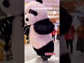 Tukur tukur  cute bear panda shorts reels youtubeshorts funny panda  tukur tukur