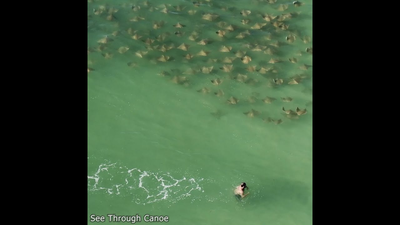 A Large Group of Cownose Rays Heading Towards A Guy Swimming To Shore At The Beach