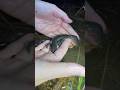 見れるのは数日のみの希少生物 #クロサンショウウオ #サンショウウオ #生物観察 #希少生物