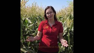 Fun Facts about  Sweet Corn Kernels