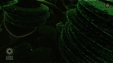 Eye Care V3 Science "Travel Deep Inside a Leaf - Annotated Version | California Academy of Sciences"