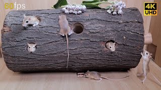 Cat games mouse hide & seek, squeaking and playing for cats to watch | 8 hour cat tv 4k 60fps screenshot 5