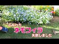 84＿VLOG庭　ふんわり ネモフィラ 失敗しました  　4分～：花壇ツアー