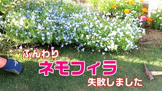 84＿VLOG庭　ふんわり ネモフィラ 失敗しました  　4分～：花壇ツアー